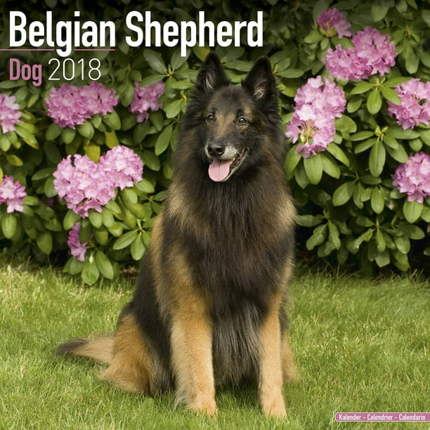 Happy Belgian Malinois Calendar 2021 Perfect for Notes an.. Paperback Book New